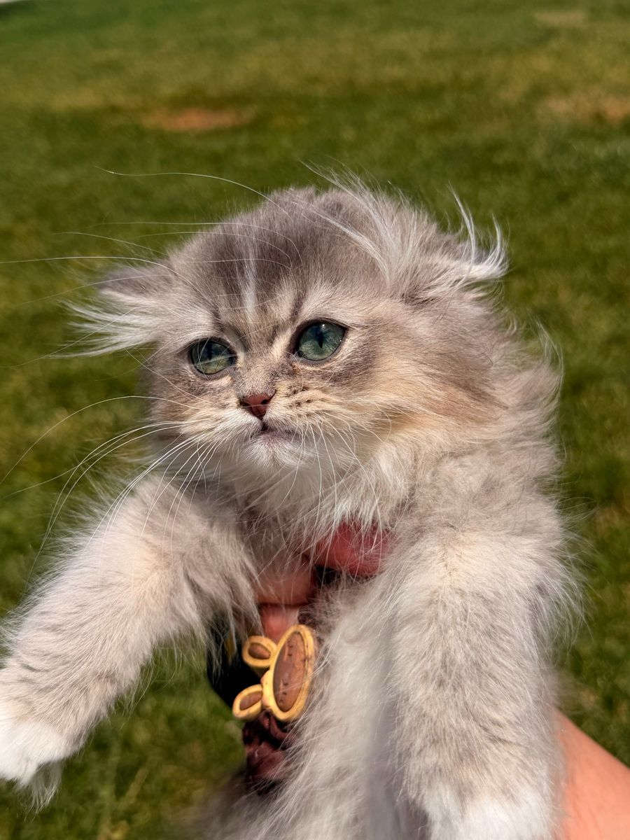 NY25 Blue Golden British long hair Kitten
