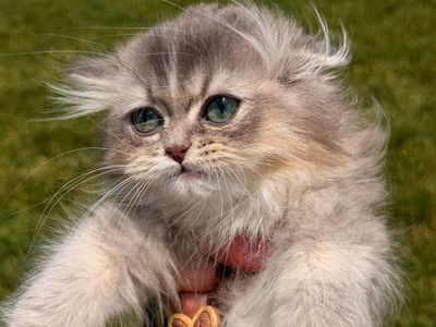 NY25 Blue Golden British long hair Kitten