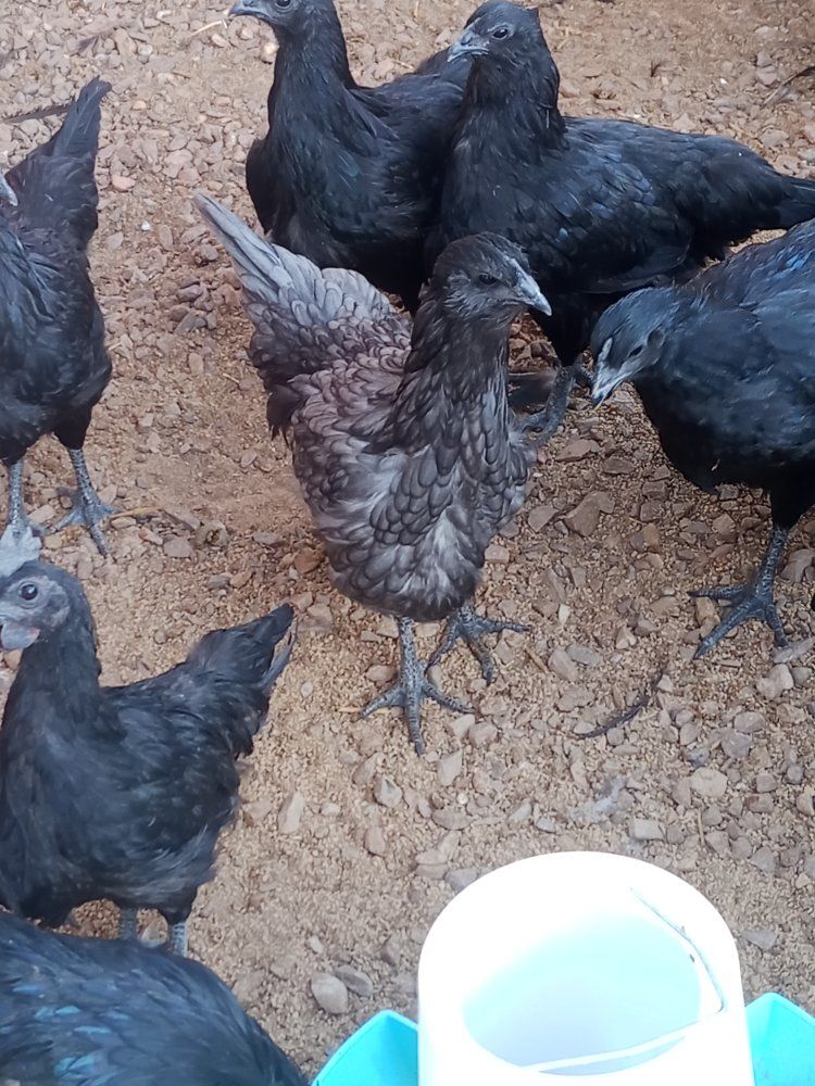 Ayam Cemani & Olive Egger/ Ayam Cemani cross Chickens - Various Ages.