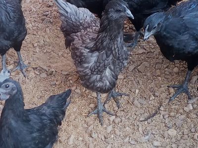Ayam Cemani & Olive Egger/ Ayam Cemani cross Chickens - Various Ages.