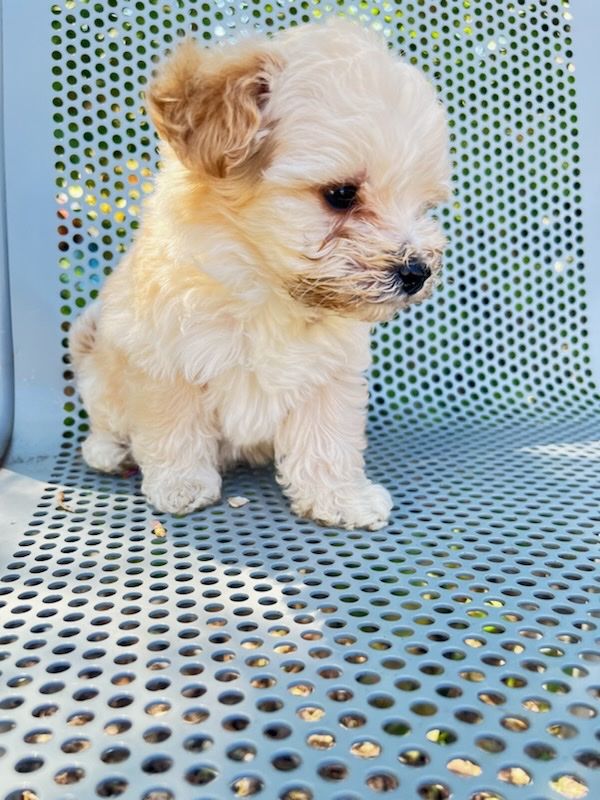 Mini Aussiedooddle