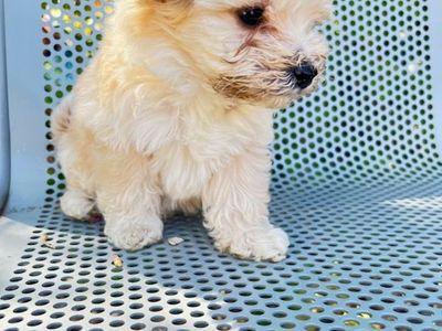 Mini Aussiedooddle