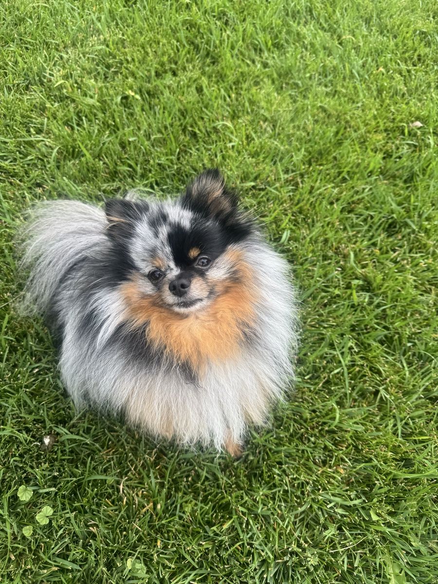 AKC Blue Merle Pomeranian STUD SERVICE – Verified 82% Motility Lab Results