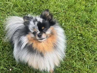 AKC Blue Merle Pomeranian STUD SERVICE – Verified 82% Motility Lab Results