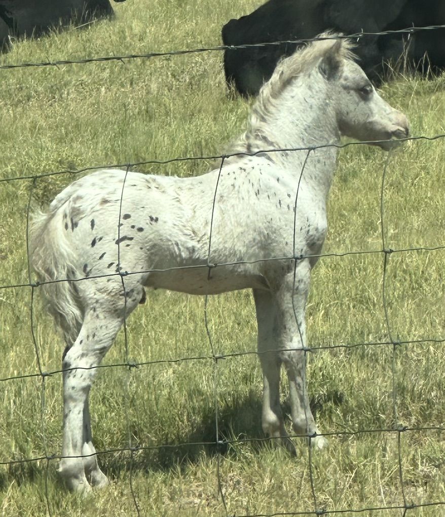 miniature yearling Colt