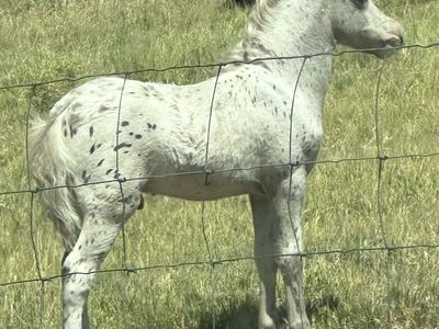 miniature yearling Colt