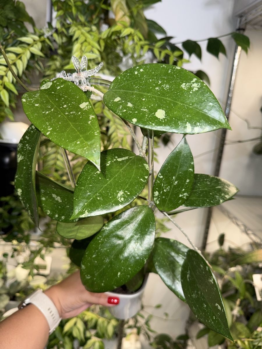 Hoya NOID - Plant