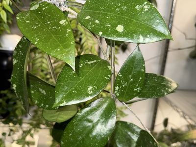 Hoya NOID - Plant