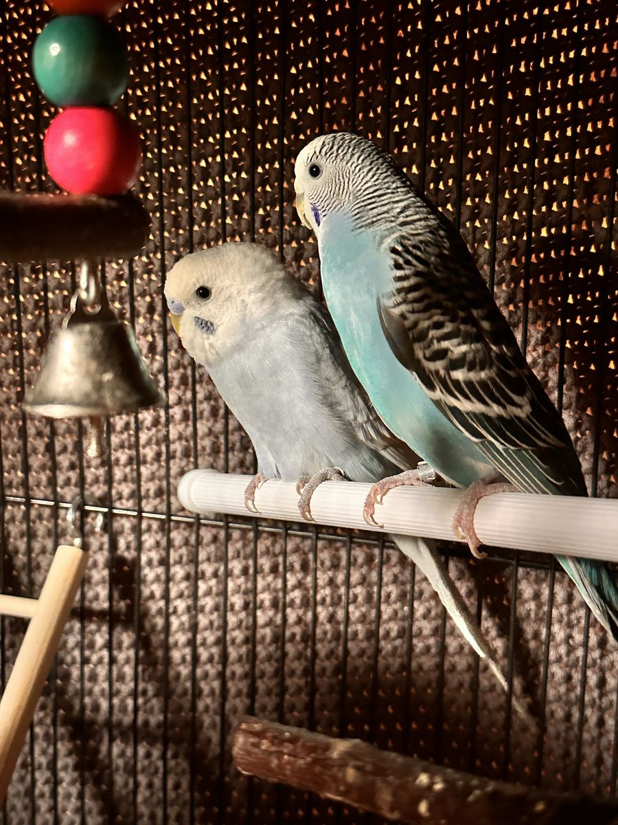 Parakeets