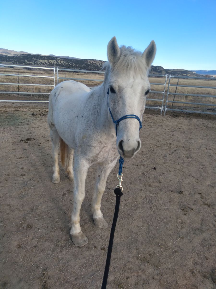 Mare Mustang Pony