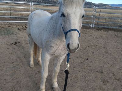 Mare Mustang Pony