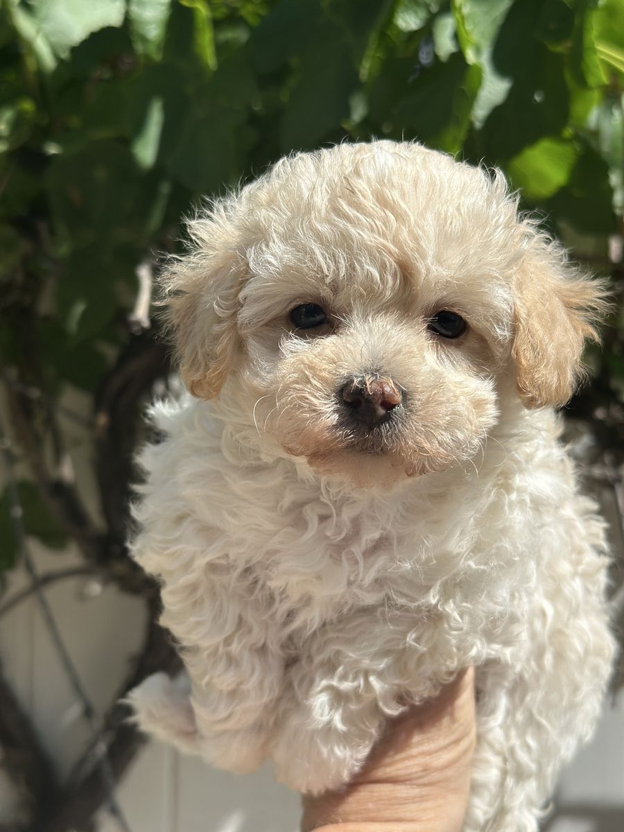 Small Female Maltipoo AKC Maltese toy Poodle Puppy - Calm, gentle, Hypoallergenic, non-shedding, Yorkie poo morkie poo