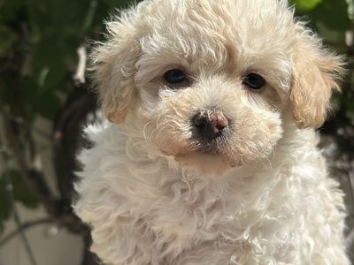 Small Female Maltipoo AKC Maltese toy Poodle Puppy - Calm, gentle, Hypoallergenic, non-shedding, Yorkie poo morkie poo