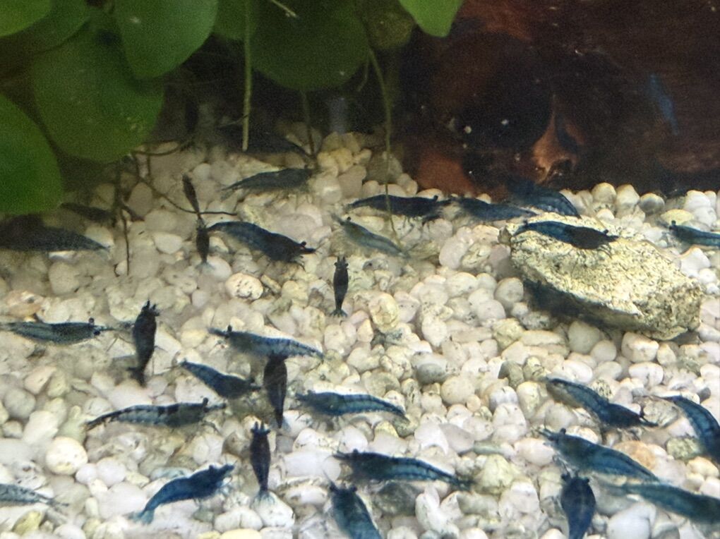 Blue Dream Shrimp