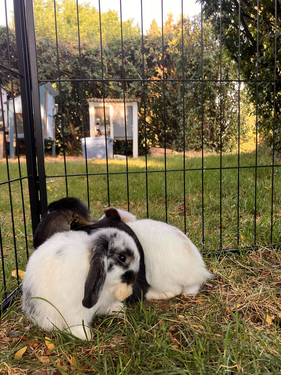 Sweet Fluffy Holland Lop Bunny—11 weeks old—Black and white