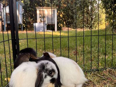 Sweet Fluffy Holland Lop Bunny—11 weeks old—Black and white