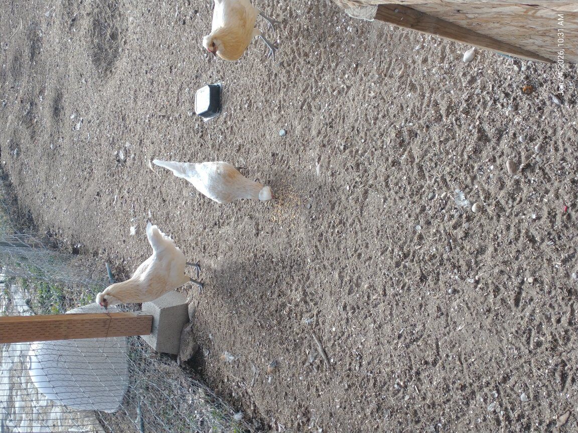 Polish Crested Mix Hens