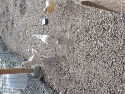 Polish Crested Mix Hens