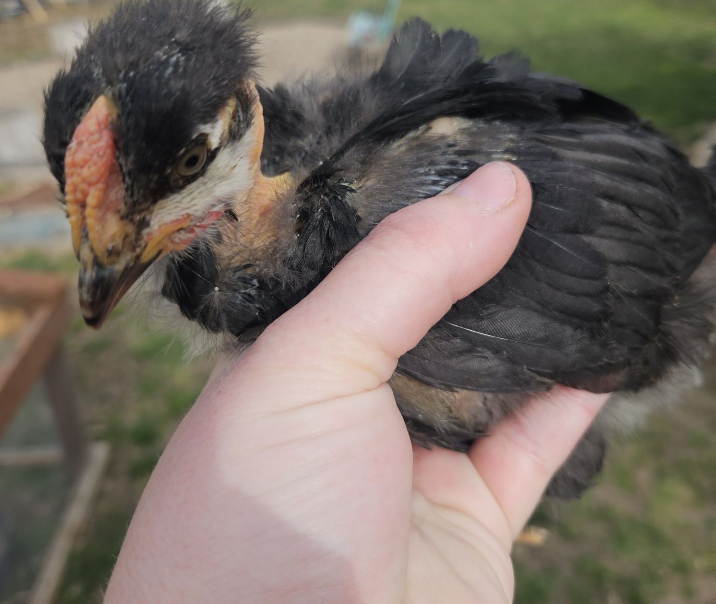 FREE 4wk BYM cockerels (rooster)