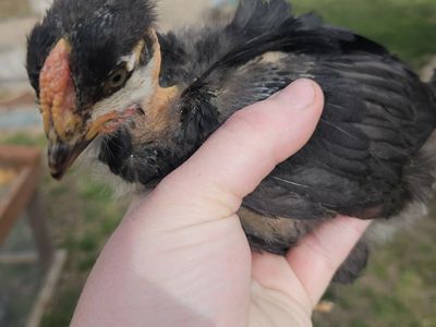 FREE 4wk BYM cockerels (rooster)