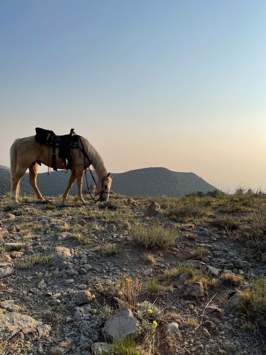 Broke geldings for sale