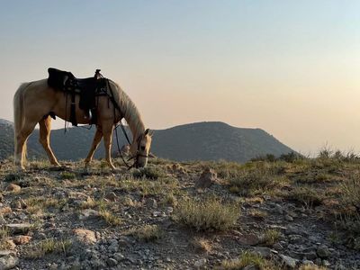Broke geldings for sale
