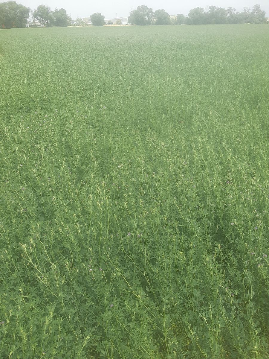 New 1st Crop Alfalfa Hay