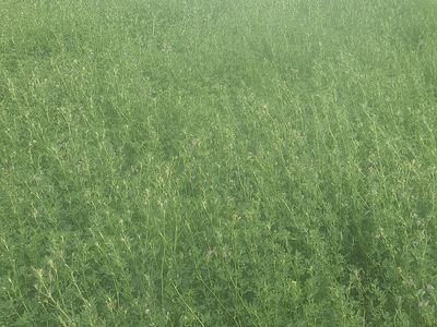 New 1st Crop Alfalfa Hay