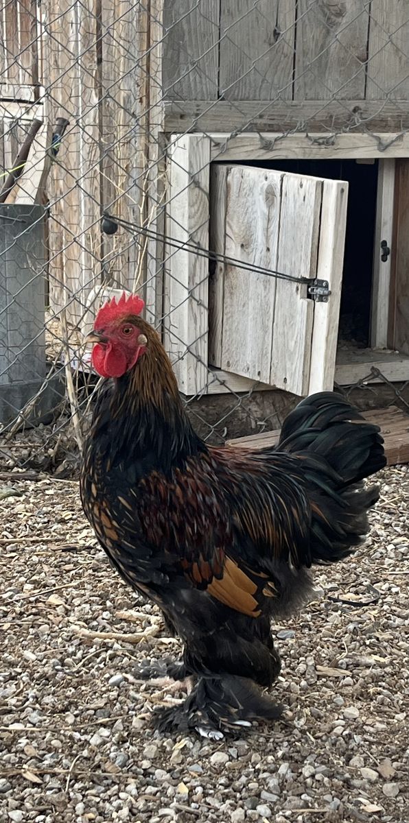 Feather legged rooster