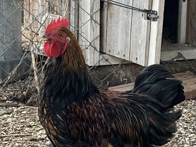 Feather legged rooster
