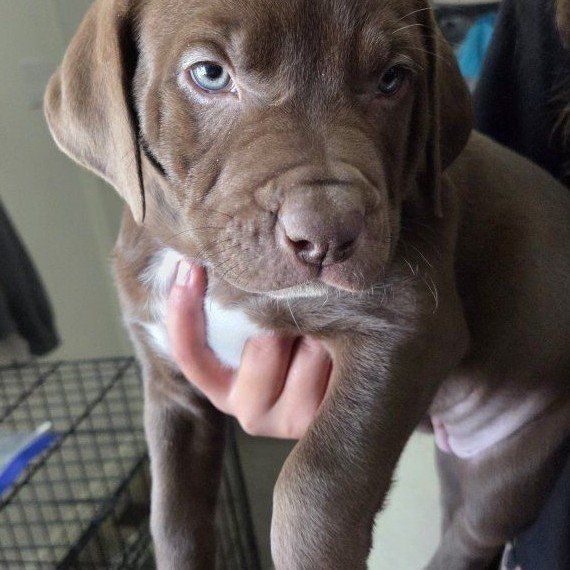 Labrador Retriever Mix Puppies