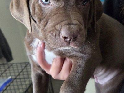 Labrador Retriever Mix Puppies