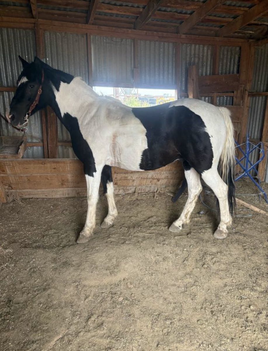 Pony gelding