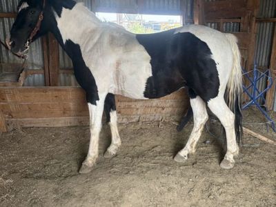 Pony gelding