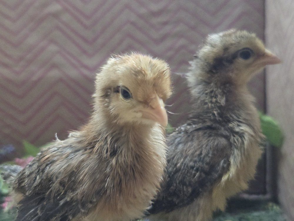 Cream Legbars Pullets