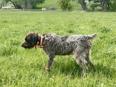 Started Bird Dog — AKC German Wirehaired Pointer Female