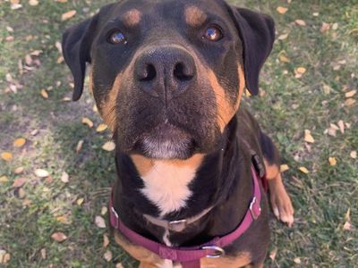 Hello my name is Licorice