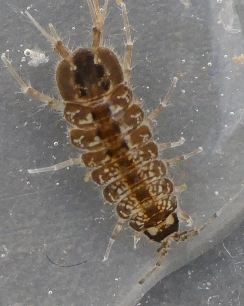 Water Isopods (Asellus aquaticus)