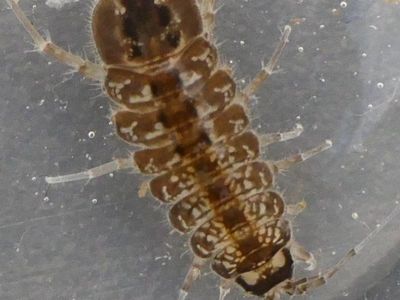 Water Isopods (Asellus aquaticus)