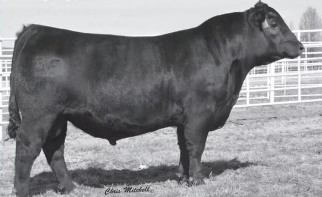 Built for Power, Bred for Maternal Strength Semen