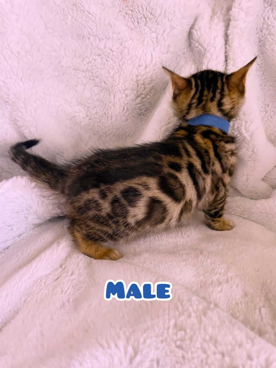 Purebred Bengal kittens available