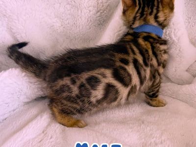 Purebred Bengal kittens available