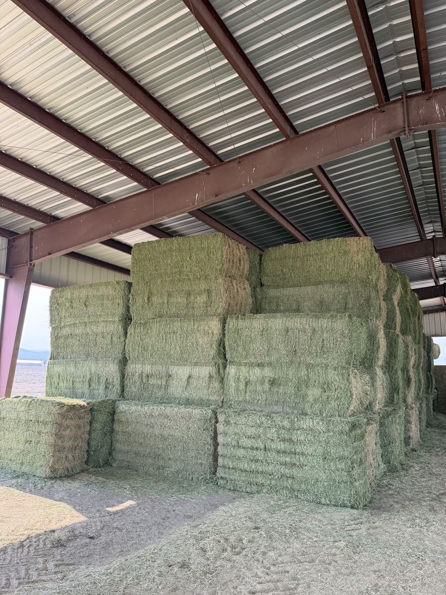 1st crop alfalfa