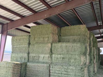 1st crop alfalfa