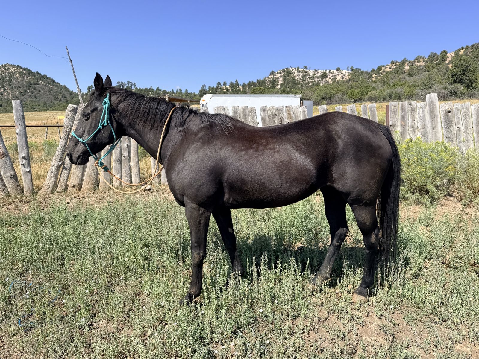 Black Quarter Horse Mare - 27 Years Old, Gentle & Kid-Friendly
