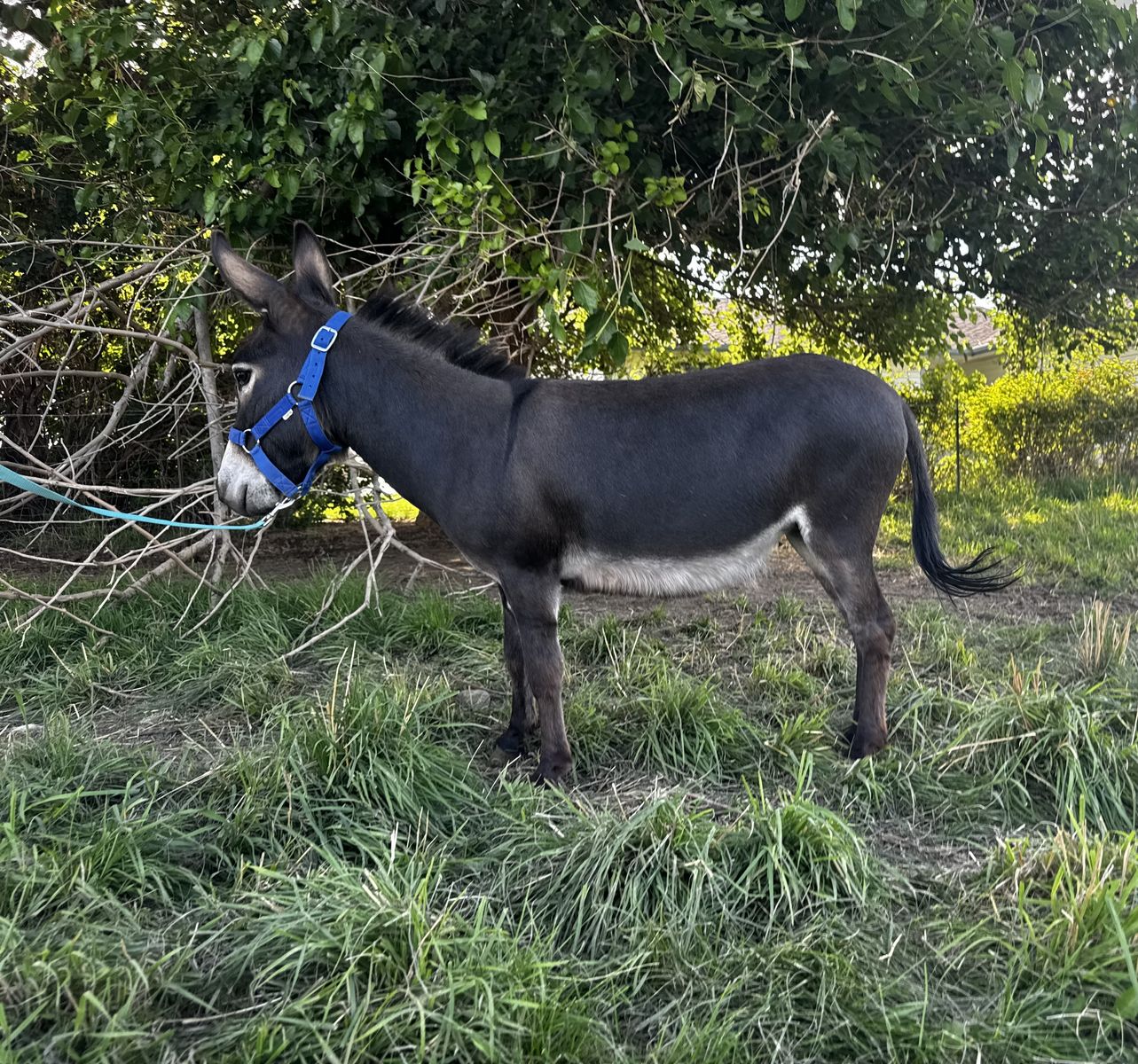 Miniature donkey
