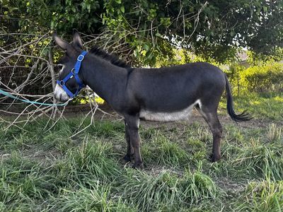 Miniature donkey