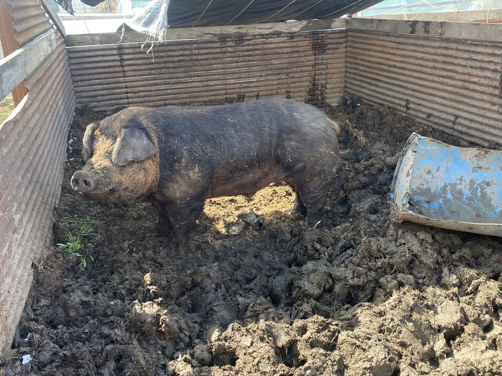 Duroc Boar