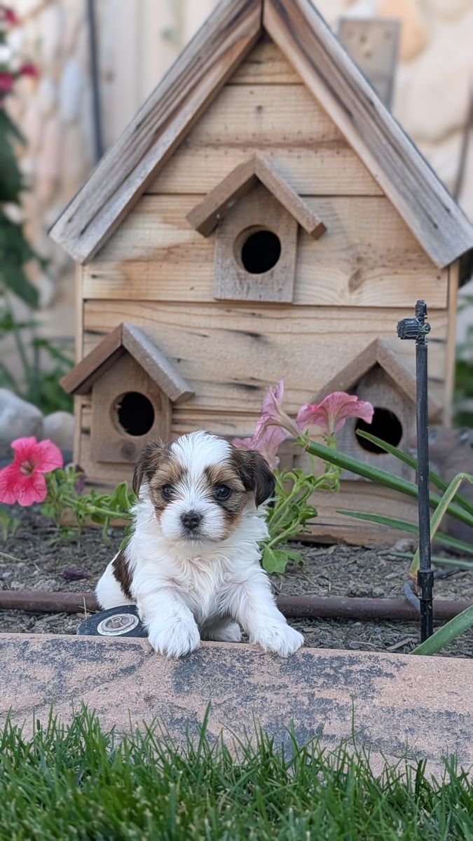 4 Male teacup Morkie puppies