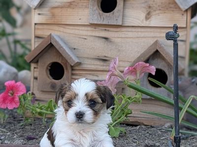 4 Male teacup Morkie puppies
